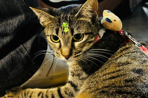 Prefeitura de Aracaju realiza campanha de adoção de animais neste fim de semana