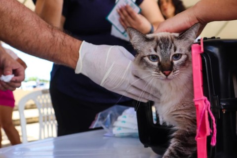 Aju Animal: Prefeitura de Aracaju atendeu mais de 200 animais em março